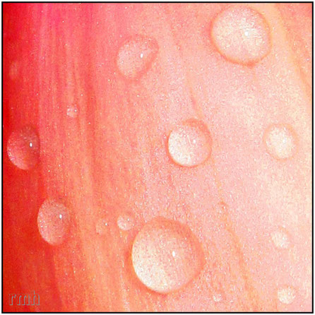 raindrops