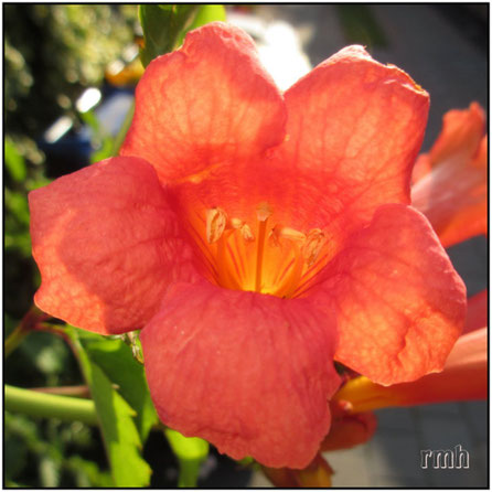 Campsis