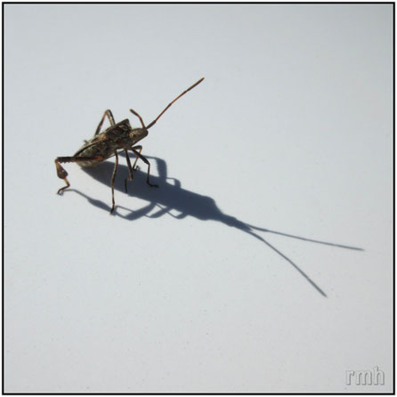 western conifer seed bug (Leptoglossus occidentalis)