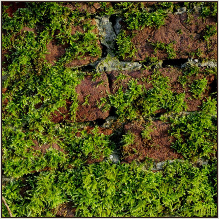 mossy wall