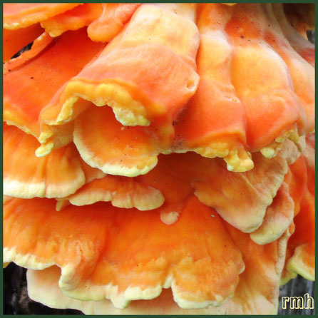 shingle mushroom