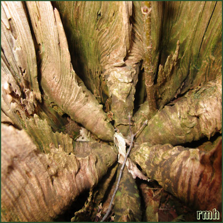 limp knots in a rotting fence post