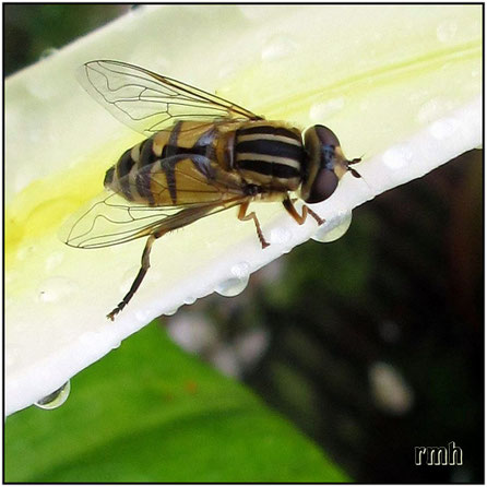Hoverfly (Heliophilus trivittatus)
