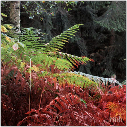 fern in fall