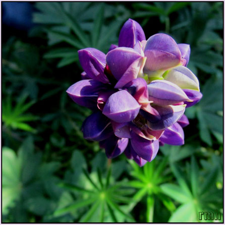 developing lupine