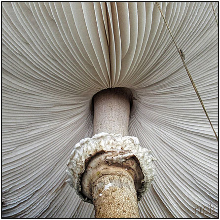 parasol mushroom (Mastocephalus procerus)