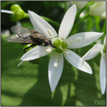  fly on buckrams, top view