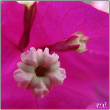 bougainvillae blossoms