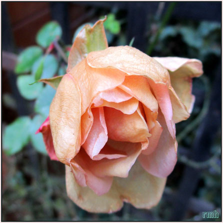 the last fading rose in january