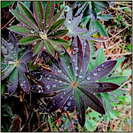 raindrops on lupine leaves