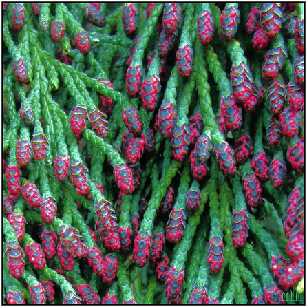 male and female "blossoms" of Chamaecyparis lawsoniana