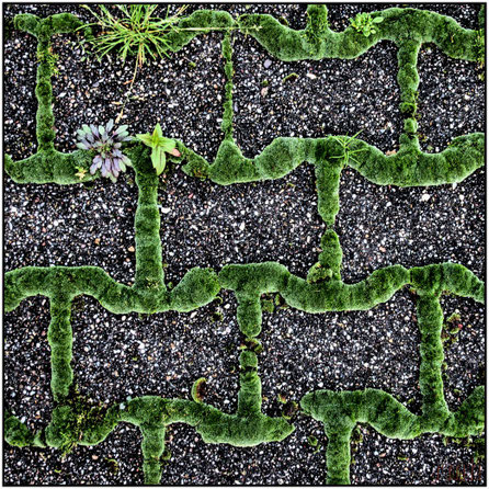 mossy interlocking stone pavement