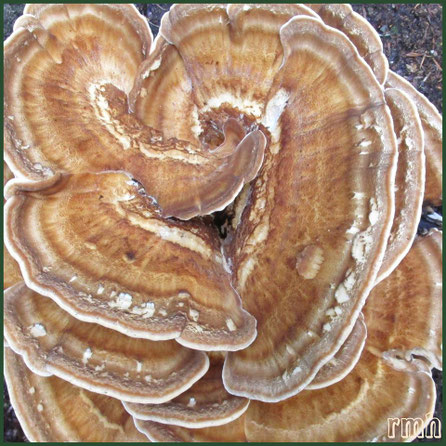 thin-maze flat polypore [Daedaleopsis confragosa]