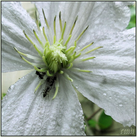 clematis