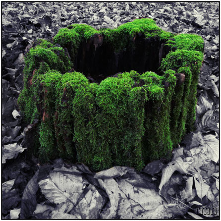 moss-covered stump