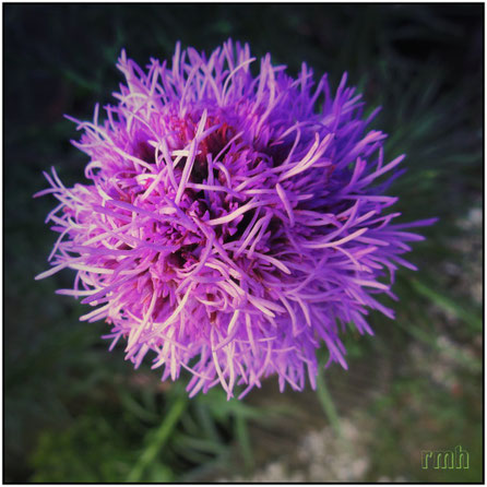 blazing star  (liatris spicata) ...