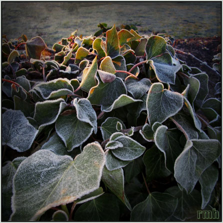 sunshine and frost