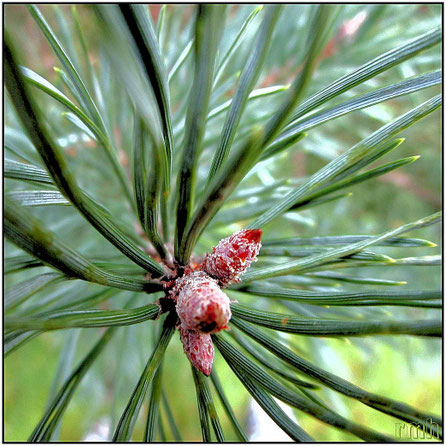pine bud
