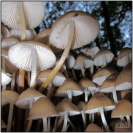 clustered bonnet (mycena inclinata)