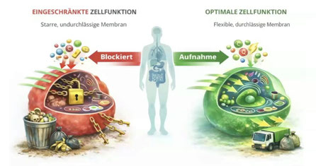 Bildquelle: Zinzino