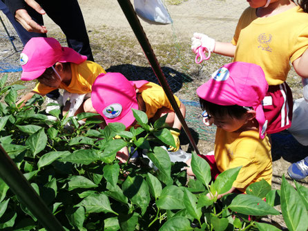 Vegetable picking field trip