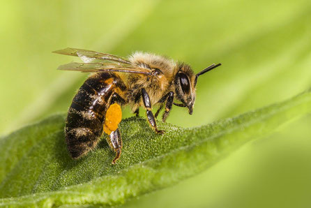 Westliche Honigbiene.