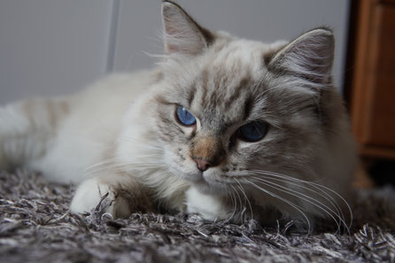 Zukünftiger Zuchtkater Hibaby Ninja 
