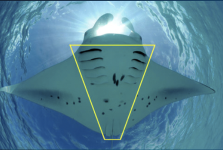 Identification area photo of a Giant Manta Ray