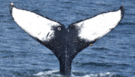 Good Identification photo of the underside of the tail of a Humpback whale