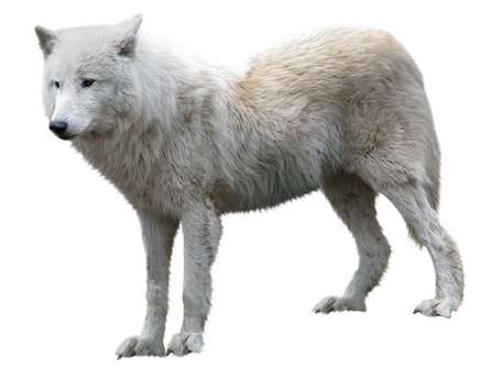 image loup transparent sur fond blanc détouré pour illustration site web devoir ecole college