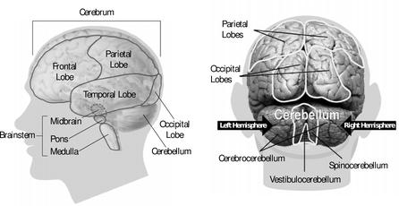 brainformatting