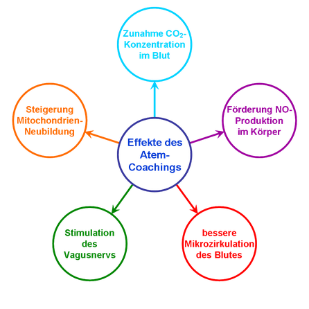 Sternförmige Grafik der positiven Effekte des SBC Atem-Coachings