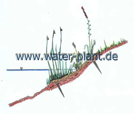 Skizze Uferböschung mit Röhrichtmatte