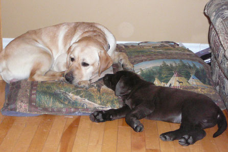 Le Labrador Retriever Elevage Equilab Labrador