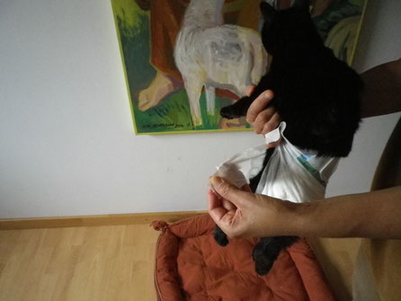 Windel anziehen ohne Tisch - mit Fotomodel Muni - Katze gelähmt - und nun?