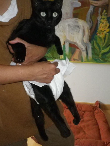 Windel anziehen ohne Tisch - mit Fotomodel Muni - Katze gelähmt - und nun?