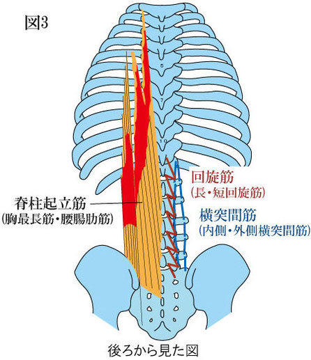 回旋筋・横突間筋・起立筋