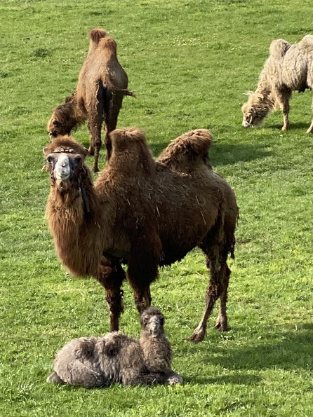 Maastricht - Tongerseweg - De kamelen horen bij Kinderboerderij Daalhoeve. Moeder Toos beschermt zoon Finn door over hem heen te gaan staan. Als ik afstap, hypnotiseert zij mij bijna. ThP 230419