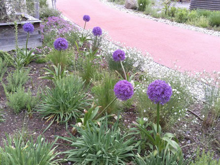 ウィーンによく見られるこの時期の花 1 アリウム ギガンチウム ハナネギ ウィーンの街を公認ガイドと歩いてみませんか