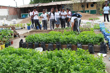 Rábanos cultivados en viveros colegiales. Manta, Ecuador.