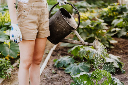 Les fientes de poules pour enrichir son potager