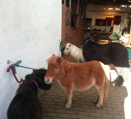 Die kleine Ponyfarm