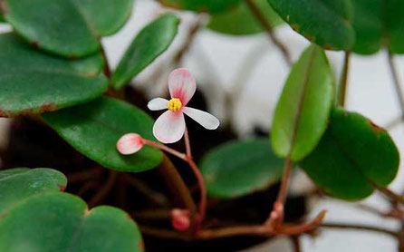 Begonia schultzei