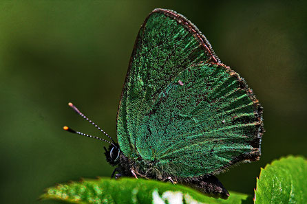 Grüner Zipfelfalter oder Brombeer-Zipfelfalter (Callophrys rubi)