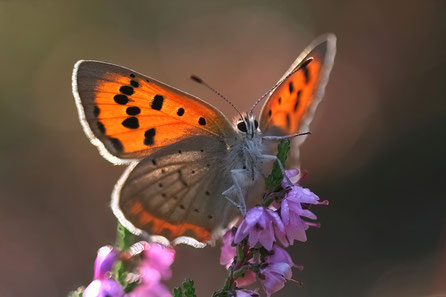 Kleiner Feuerfalter (Lycaena phlaeas