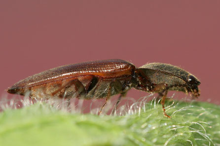 Rotbauchiger Laub-Schnellkäfer (Athous haemorrhoidalis)