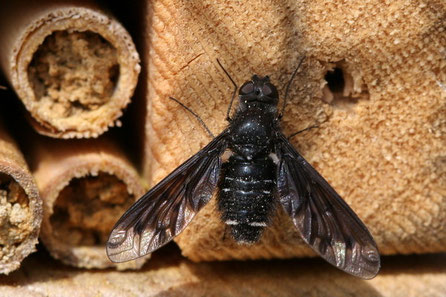 Schweber-Wollschweber (Bombyliidae) 