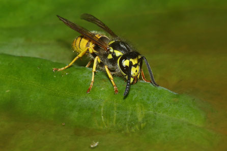 Deutsche Wespe (Vespula germanica)