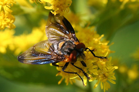 Phasia hemiptera Male