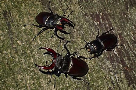 Hirschkäfer (Lucanus cervus)